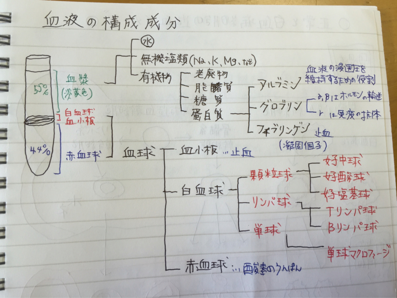 小児 血液について❶正常造血_a0378186_10081830.jpg