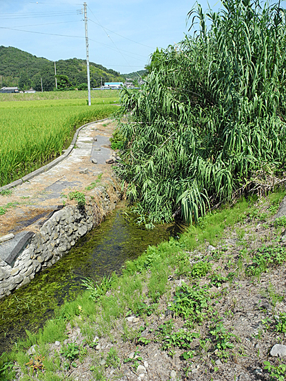 善通寺の出水いくつか・・・_e0066586_15280045.jpg