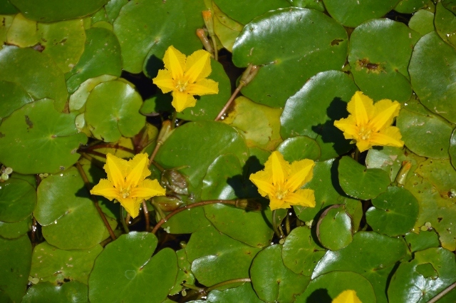 c0124100_16410241.jpg