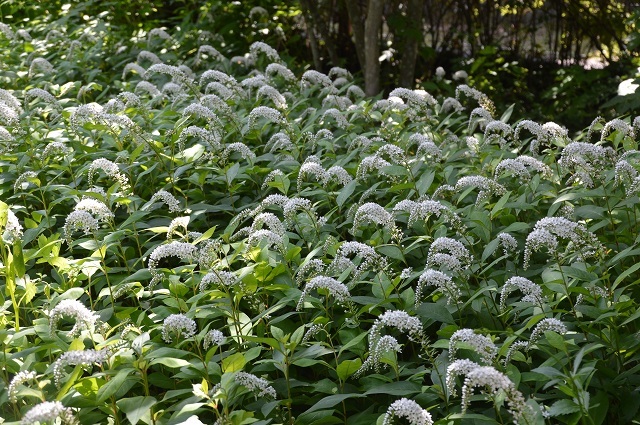 c0124100_16411021.jpg