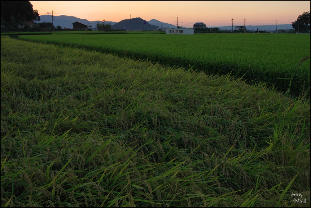 明日香村奥山　おくやまけふのゆう　ちりぬるを_d0342307_19105389.jpg