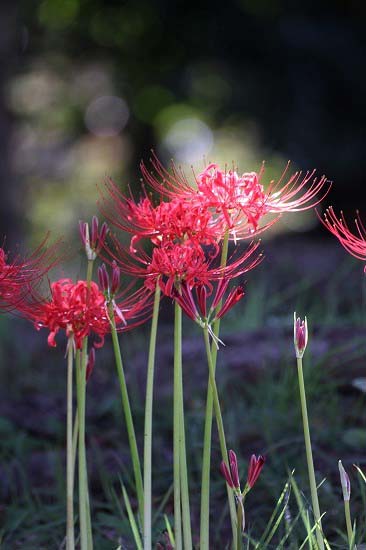 葛西臨海公園でヒガンバナ。_e0255509_20291871.jpg