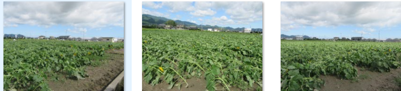 大型の台風18号・四国を縦断（愛媛県、今治・西条）…2017/9/18_f0231709_03124946.png