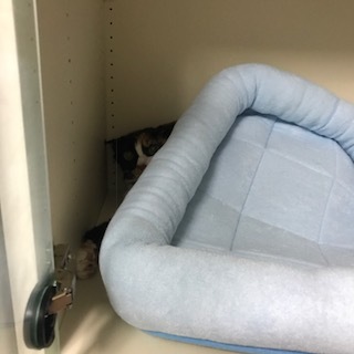 e0144012_13232011.jpeg
