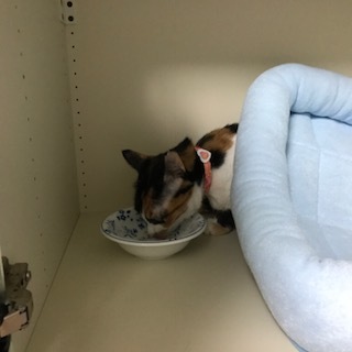 e0144012_13235321.jpeg
