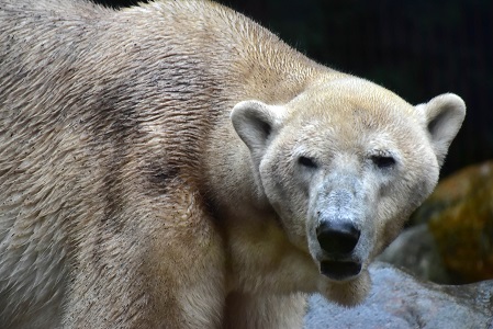 デンマーク・オールボー動物園のラルス逝く ～ 亡き息子クヌートの許に永遠に旅立つ_a0151913_3592783.jpg