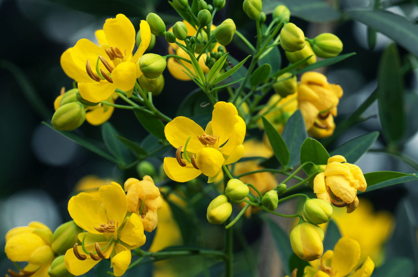 アンデスの乙女 花センナ 閑居堂 のんびり小父さんの独り言 アンデスの乙女 花センナ 閑居堂 のんびり小父さんの独り言