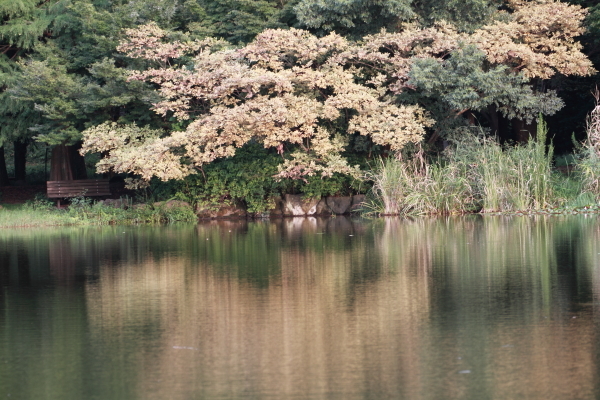 見沼便り　愛犬と散歩_f0229832_23084939.jpg