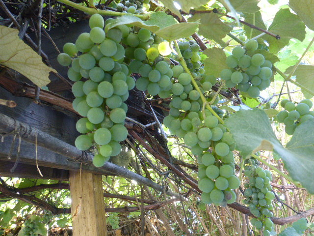 c0077835_01420200.jpg
