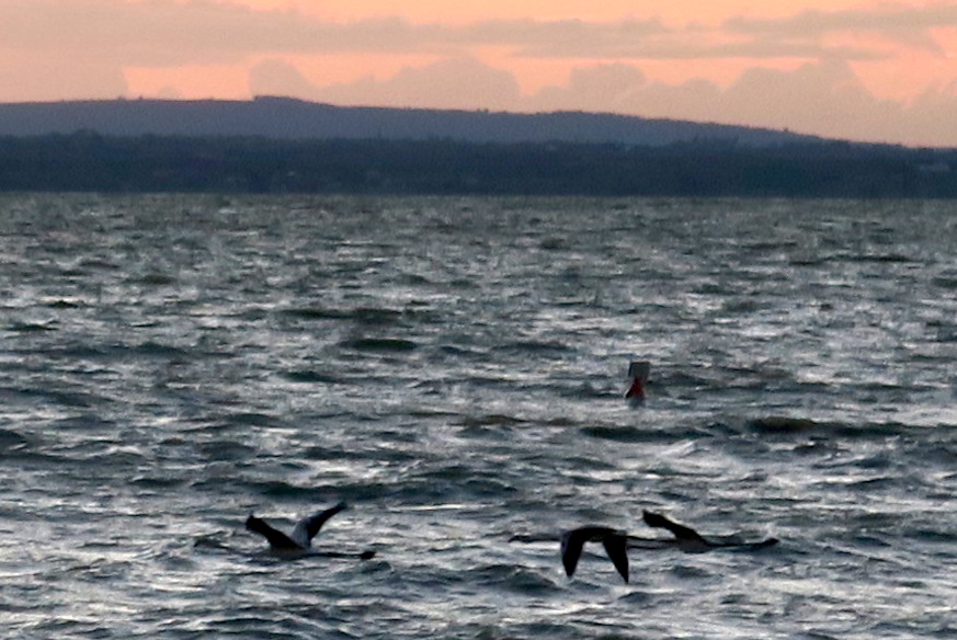 夕焼けの湖を飛ぶフラミンゴ、イタリア トラジメーノ湖_f0234936_68388.jpg