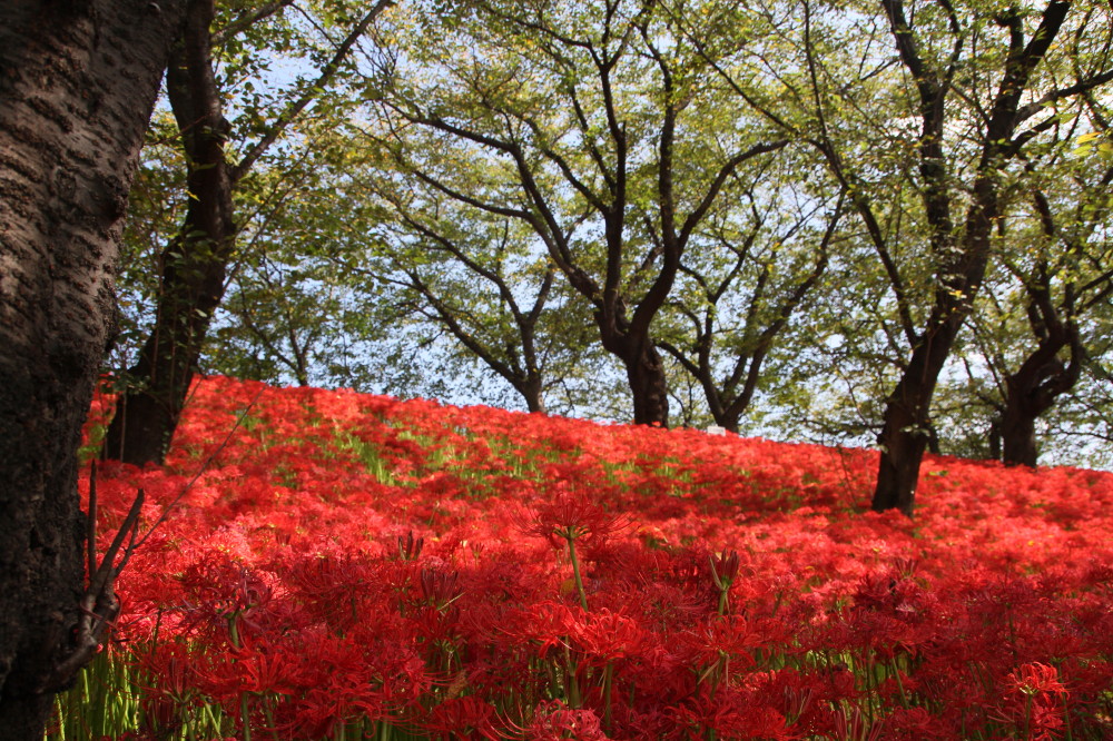 権現堂の彼岸花 四季の色 Colors Of The Four Seasons 権現堂の彼岸花 四季の色 Colors Of The Four Seasons