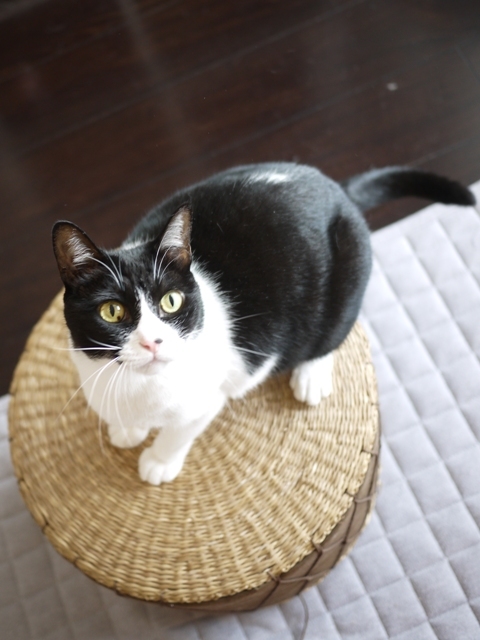 猫のお留守番 ピケちゃん編。_a0143140_19150815.jpg