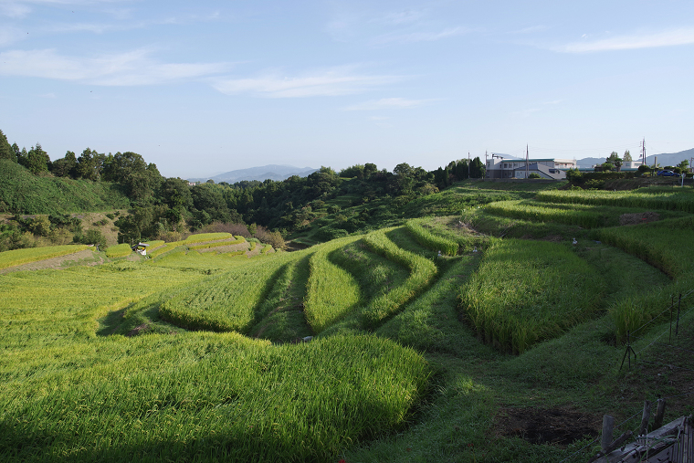 彼岸花_c0193947_10513545.jpg