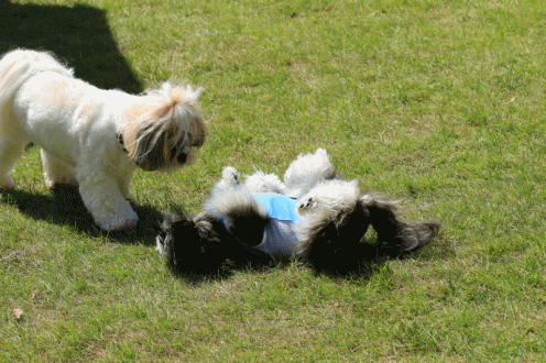 c0145250_09401660.gif
