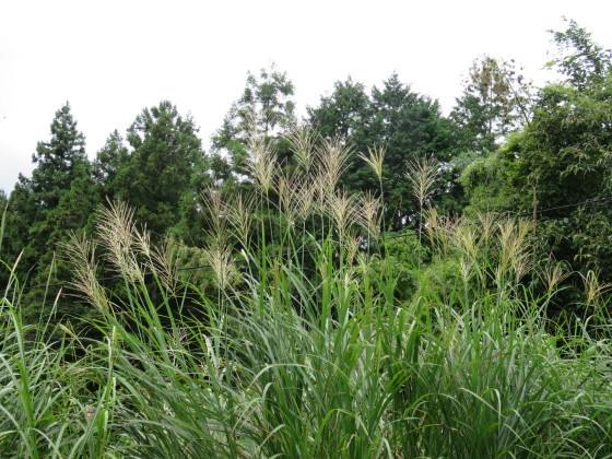 c0367054_21342079.jpg