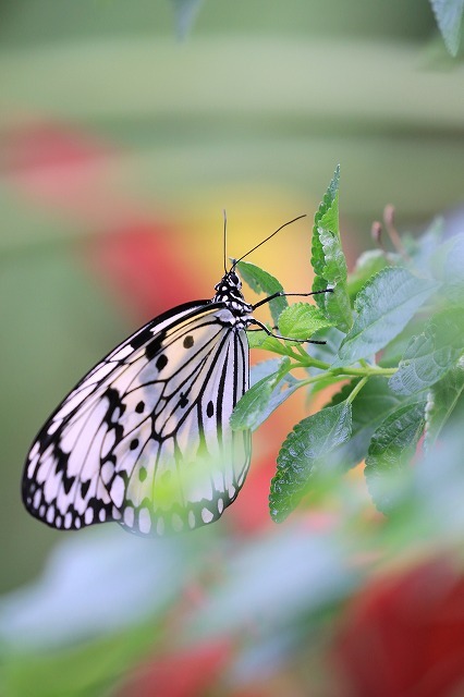 c0385854_07311775.jpg