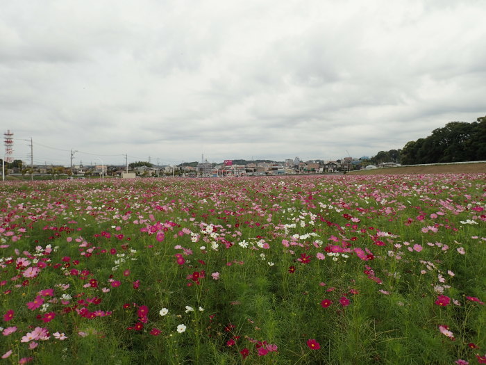 豊田スタジアム  _c0349574_12590635.jpg