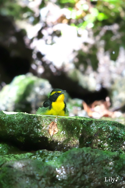 光と水のなかで ＊ 鳥天使キビタキ♪_e0166574_20154668.jpg