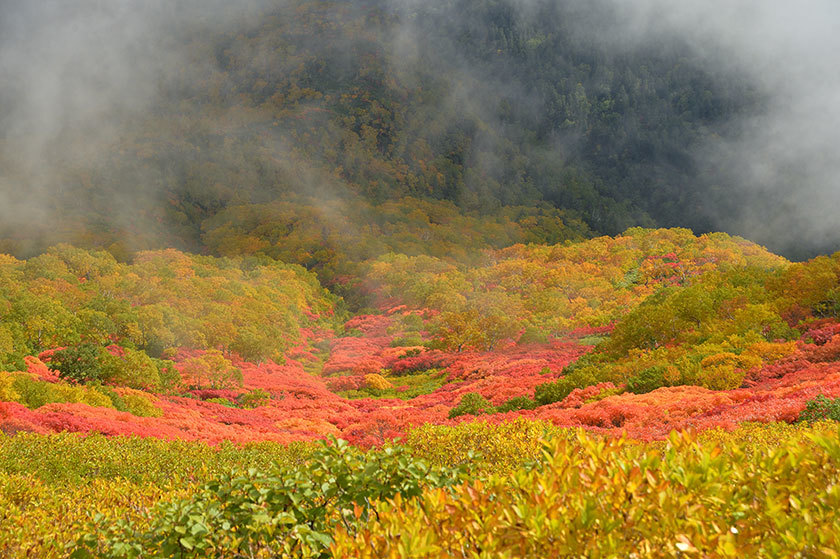 大雪山紅葉の旅　プチ縦走（前編）　2017/09/16_f0109977_04023334.jpg