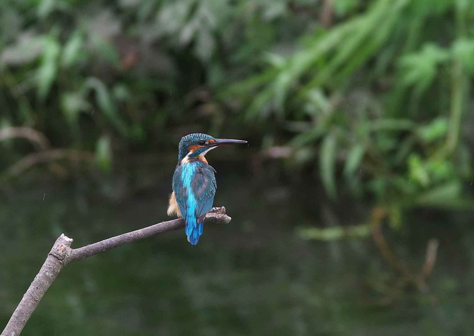 2017年　9月　　野鳥_c0176183_11501474.jpg