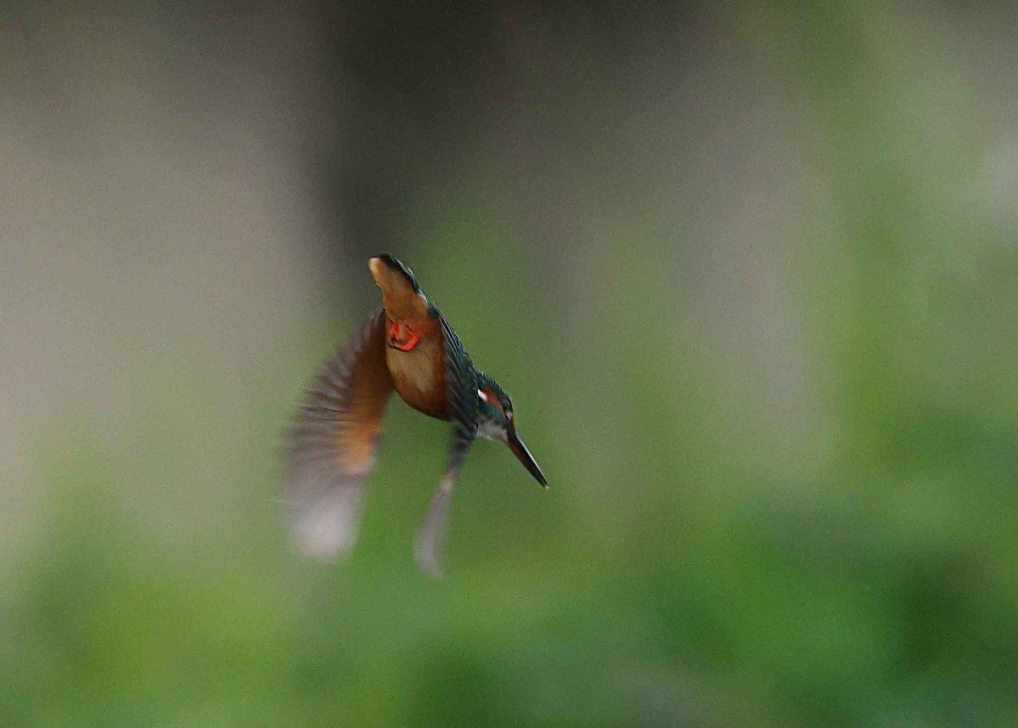 2017年　9月　　野鳥_c0176183_11525025.jpg