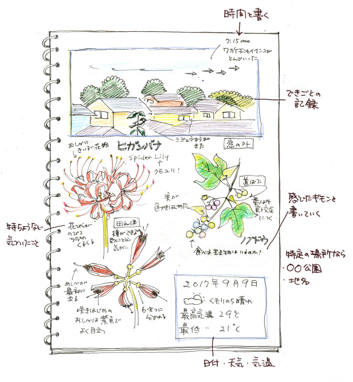 ネイチャー ジャーナルってなに ー ２ 何をかけばいいの 自分の頭で考える力 を育てる自然観察日記 ネイチャー ジャーナル をはじめよう