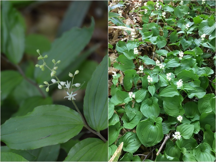 6月9日 奥裾花自然園_c0124100_16185828.jpg