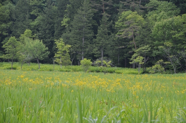 6月10日 居谷里湿原_c0124100_18420698.jpg