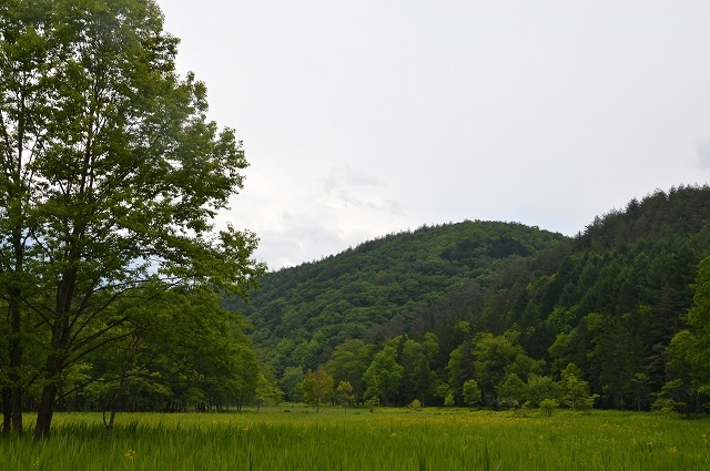 6月10日 居谷里湿原_c0124100_18422345.jpg