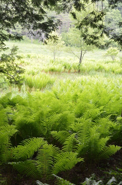 6月10日 居谷里湿原_c0124100_18424245.jpg