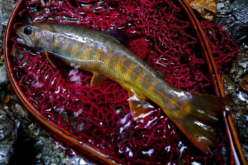 c0339900_23304870.jpg
