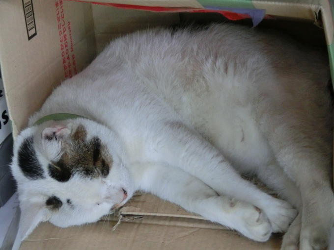 茨城県県南より ブサねこ ぶさ猫 ブサ猫 ぶさネコ 不細工猫 くじらチャンさん 中古原付 販売 修理 の ヤマショ 茨城県県南より ブサねこ ぶさ猫 ブサ猫 ぶさネコ 不細工猫 くじらチャンさん 中古原付 販売 修理 の ヤマショ