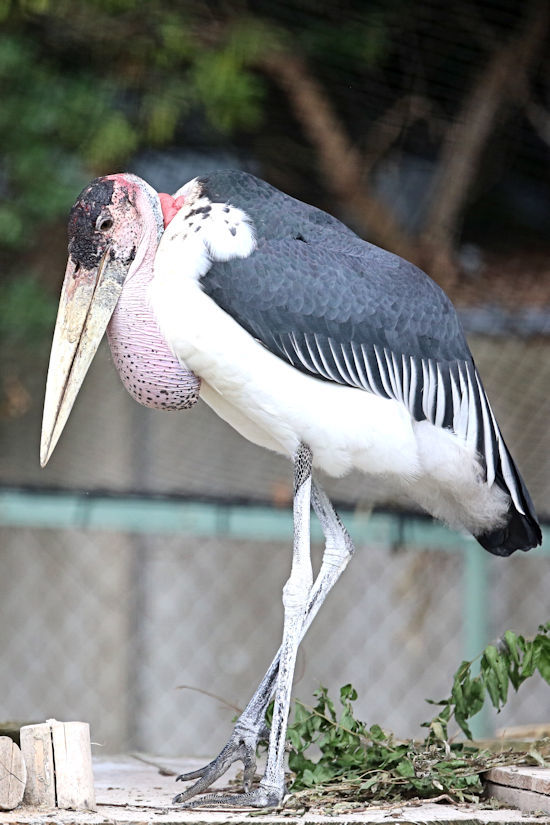 ハゲコウとフクロウ 動物園放浪記