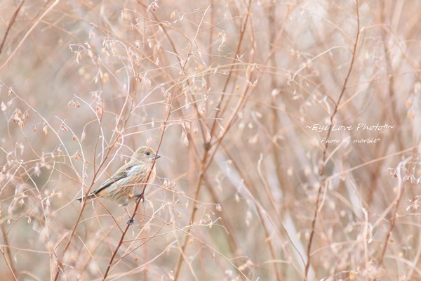 森林植物園の野鳥たち_f0353524_21253470.jpg