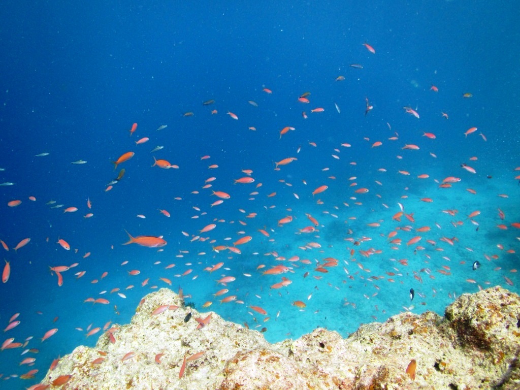 a0189838_23532368.jpg