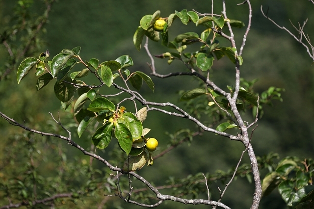 a0242438_22002444.jpg