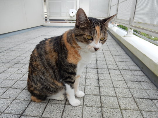 ’17,9,20(水)チャドクガ皮膚炎になってしまいました!_f0060461_11175837.jpg