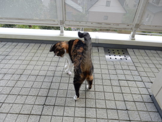 ’17,9,20(水)チャドクガ皮膚炎になってしまいました!_f0060461_11200776.jpg