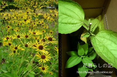 ルドベキア ヘンリーアイラーズの苗 花暮らしの記 ルドベキア ヘンリーアイラーズの苗 花暮らしの記