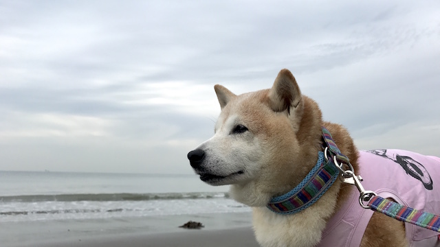 まだまだひよっこ 柴犬ぱんこと軽井沢生活