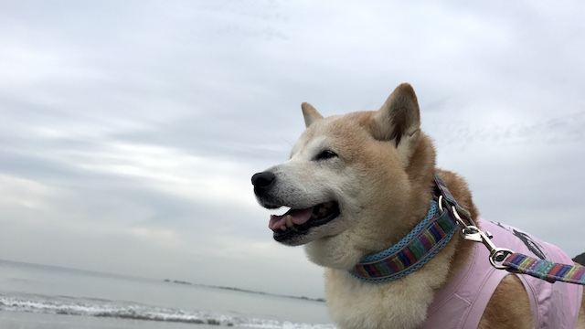 まだまだひよっこ 柴犬ぱんこと軽井沢生活