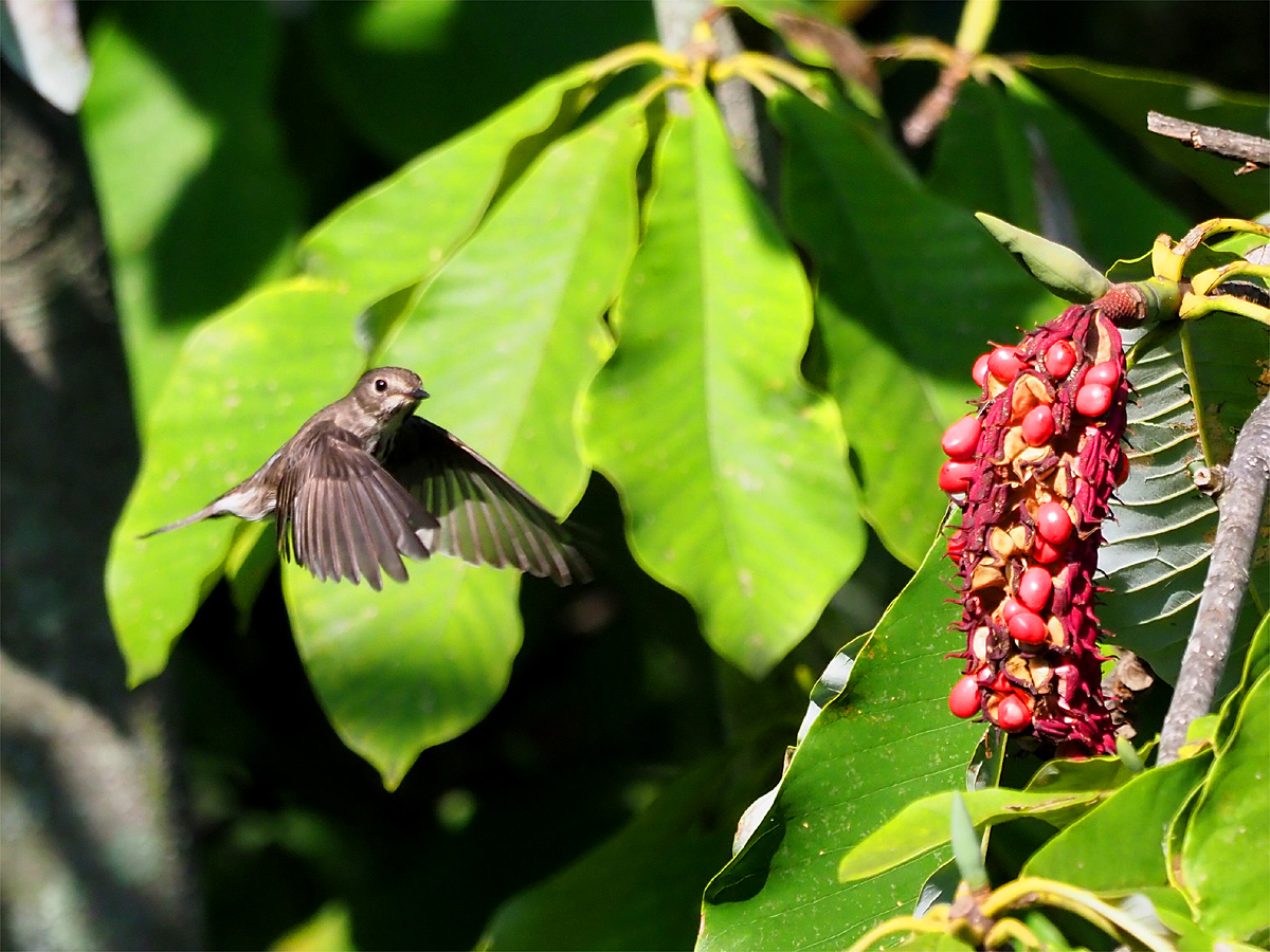 ホウノキの実の前でホバリング_d0283373_13492277.jpg