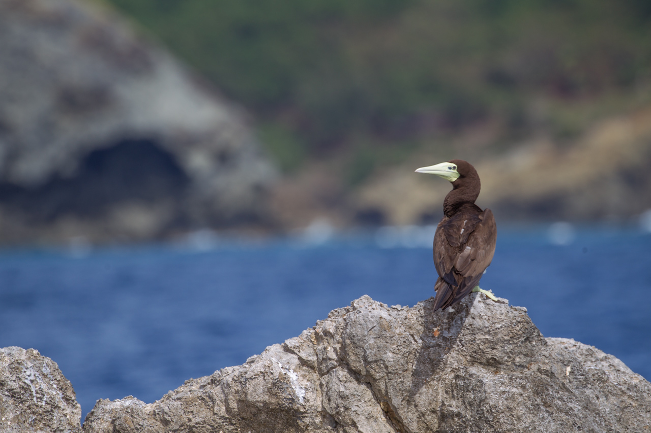 カツオドリ、オナガミズナギドリ、アナドリの雛たち　小笠原・硫黄島3島クルーズツアー（4）南島_a0052080_11385729.jpg