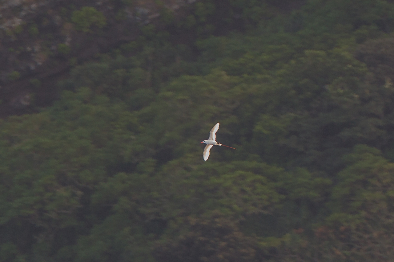 アカオネッタイチョウ　小笠原・硫黄島3島クルーズツアー（５）南硫黄島_a0052080_21183129.jpg