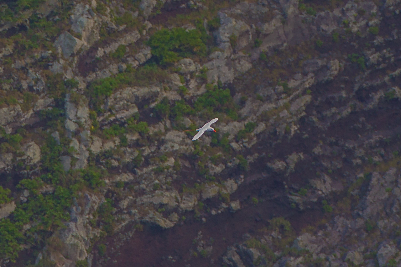 アカオネッタイチョウ　小笠原・硫黄島3島クルーズツアー（５）南硫黄島_a0052080_21234052.jpg