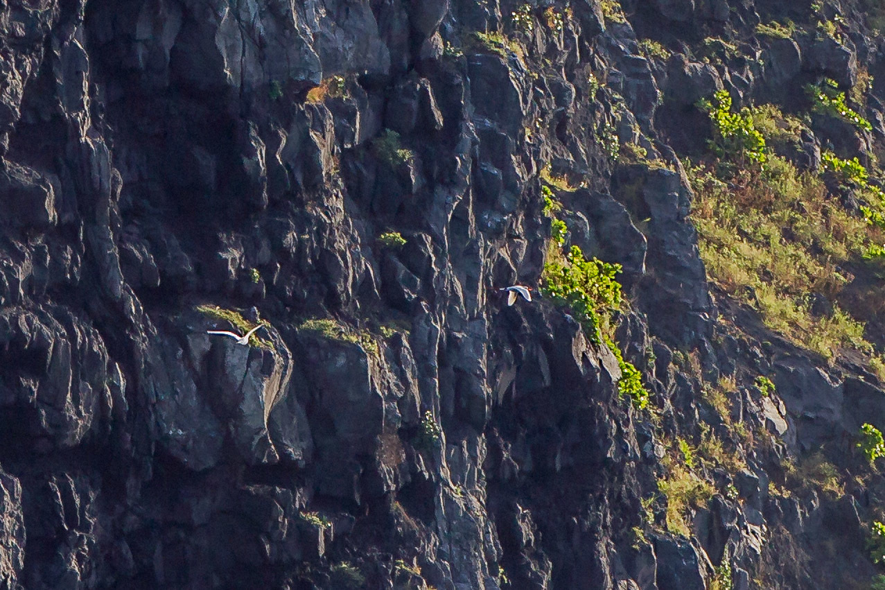 アカオネッタイチョウ　小笠原・硫黄島3島クルーズツアー（５）南硫黄島_a0052080_21292845.jpg