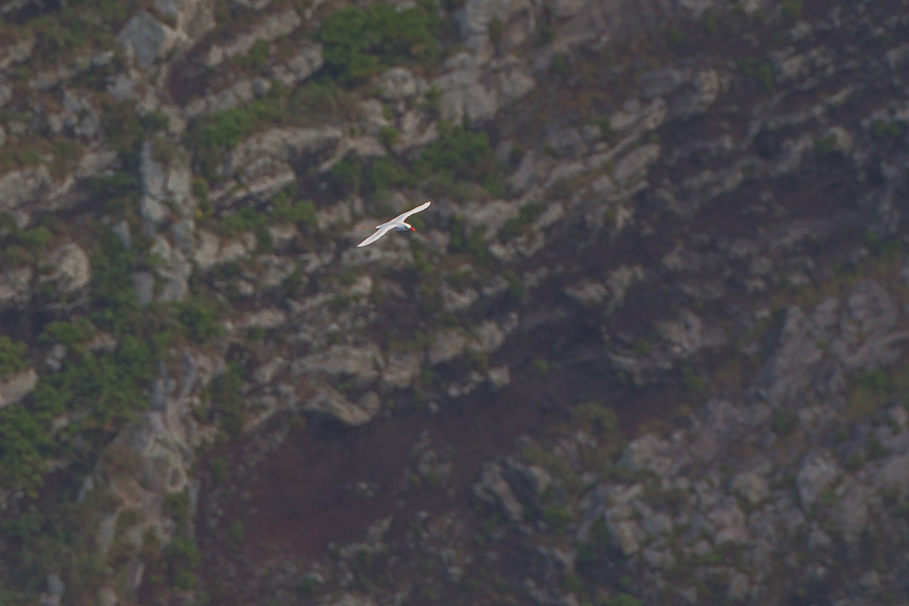 アカオネッタイチョウ　小笠原・硫黄島3島クルーズツアー（５）南硫黄島_a0052080_21414572.jpg