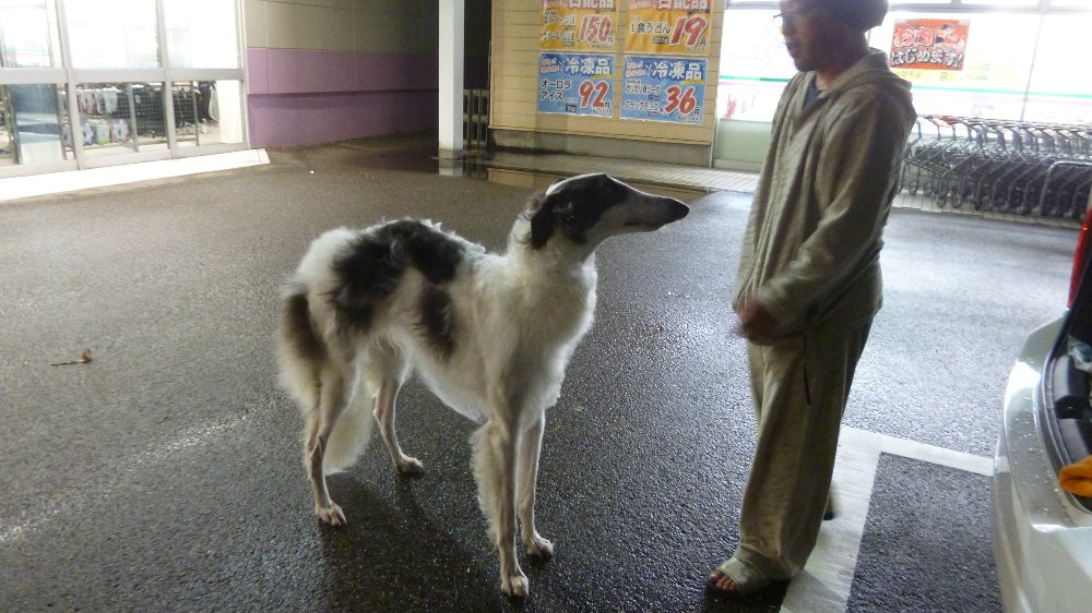 里味で食事と大型犬（ボルゾイ）！_e0065084_1931715.jpg