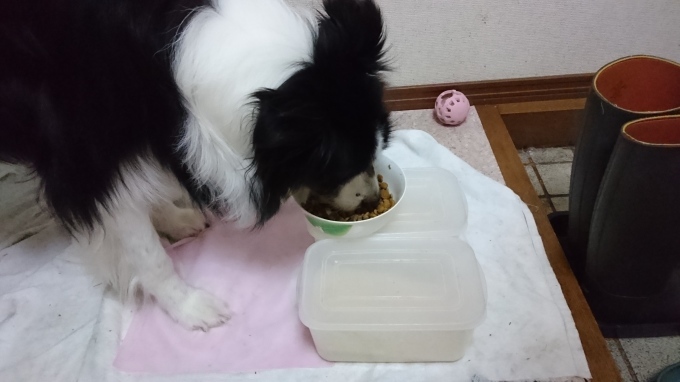 犬達の食卓テーブル_a0116885_20573869.jpg