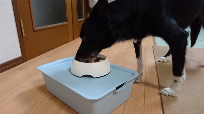 犬達の食卓テーブル_a0116885_21121394.jpg